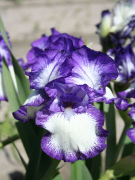 Toon details van Odyssey Afbeeldingen van Odyssey