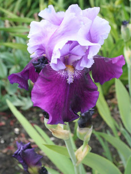 Toon details van Bluebird Wine Afbeeldingen van Bluebird Wine