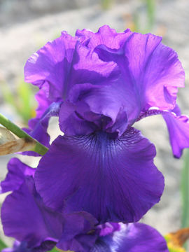 Toon details van Titan’S Glorie Afbeeldingen van Titan’S Glorie