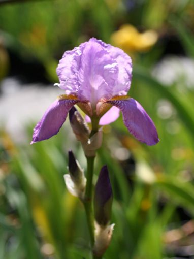 Afbeeldingen van Pallida