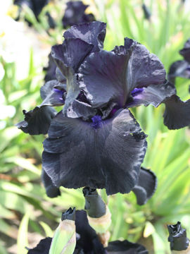 Toon details van Black Suited Afbeeldingen van Black Suited