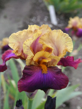 Toon details van Blazing Saddles Afbeeldingen van Blazing Saddles