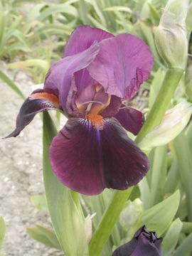 Toon details van Amsterdam Afbeeldingen van Amsterdam