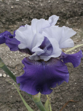 Toon details van Best Bet Afbeeldingen van Best Bet