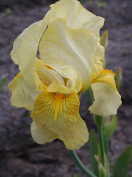 Toon details van Aurea Afbeeldingen van Aurea