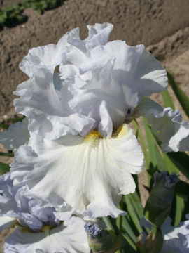 Toon details van Glacia Island Afbeeldingen van Glacia Island