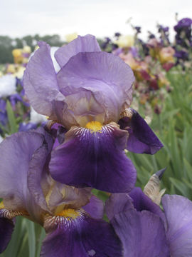 Toon details van Alcazar Afbeeldingen van Alcazar