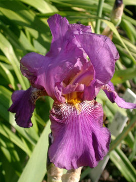 Toon details van Benlou Everan Afbeeldingen van Benlou Everan