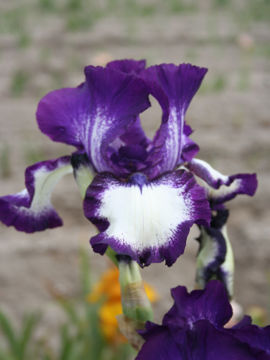 Toon details van American Classic Afbeeldingen van American Classic