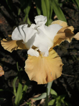 Toon details van Apricot Frosty Afbeeldingen van Apricot Frosty