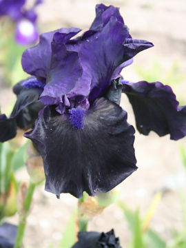 Toon details van Blackout Afbeeldingen van Blackout