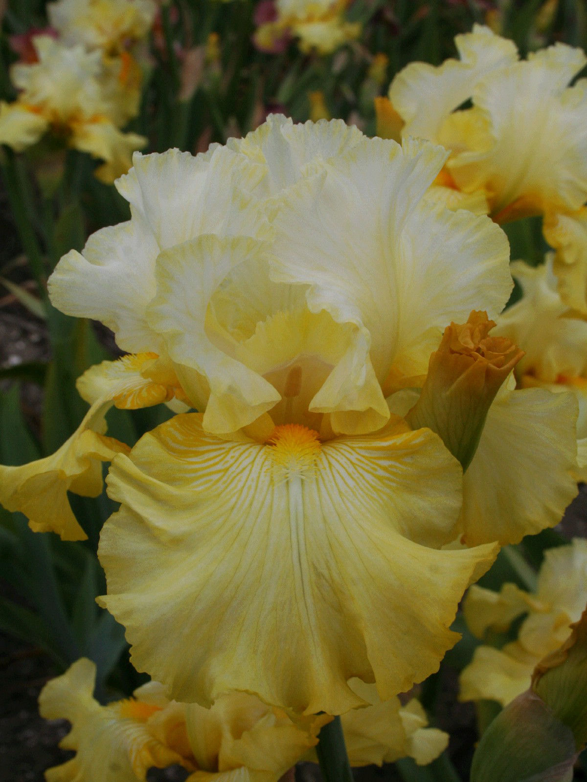 Iris Germanica - Perfect Interlude : Iris en Hemerocallis kwekerij