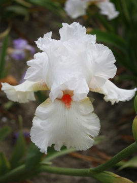 Toon details van As De Coeur Afbeeldingen van As De Coeur