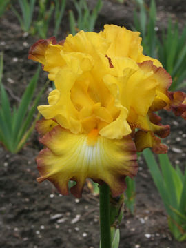 Toon details van Bold Vision Afbeeldingen van Bold Vision