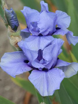 Toon details van Codicil Afbeeldingen van Codicil