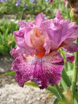 Toon details van Anything Goes Afbeeldingen van Anything Goes