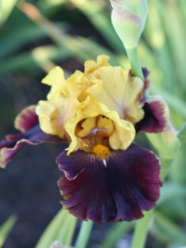 Toon details van Bold Encounter Afbeeldingen van Bold Encounter