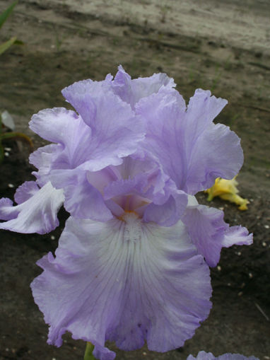 Picture of Orchidarium