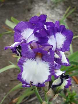 Toon details van Around Midnight Afbeeldingen van Around Midnight