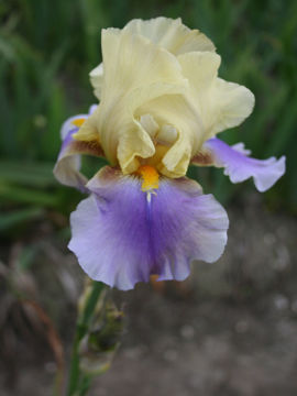 Toon details van Balancoire Afbeeldingen van Balancoire