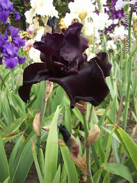 Toon details van Before The Storm Afbeeldingen van Before The Storm