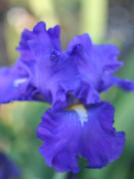 Toon details van Blue Suede Shoes Afbeeldingen van Blue Suede Shoes