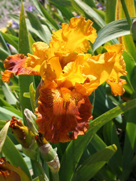 Toon details van Copper Capers Afbeeldingen van Copper Capers