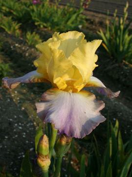 Toon details van Betty Simon Afbeeldingen van Betty Simon