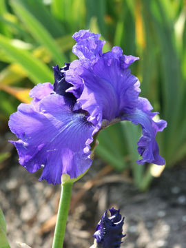 Toon details van Blue Crusader Afbeeldingen van Blue Crusader