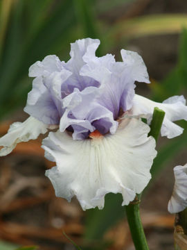 Toon details van Fogbound Afbeeldingen van Fogbound