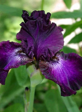 Toon details van Baltic Star Afbeeldingen van Baltic Star