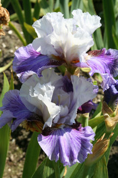 Toon details van Boogie Woogie Afbeeldingen van Boogie Woogie