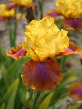 Toon details van Bonte Kermis Afbeeldingen van Bonte Kermis