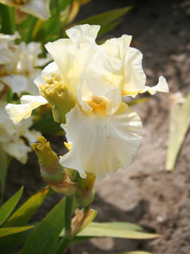 Toon details van Boterkrul Afbeeldingen van Boterkrul