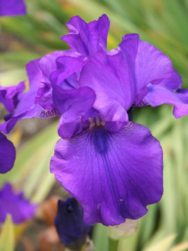 Toon details van Liefje Liv Afbeeldingen van Liefje Liv