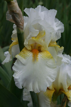 Toon details van Arctic Sunrise Afbeeldingen van Arctic Sunrise