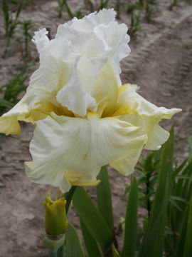 Toon details van Banana Cream Afbeeldingen van Banana Cream