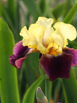 Toon details van Blatant Afbeeldingen van Blatant