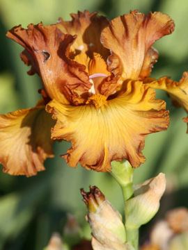 Toon details van Lumiere D Automne Afbeeldingen van Lumiere D Automne