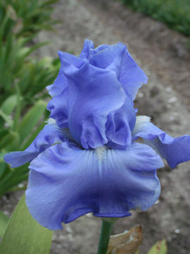 Toon details van Rapture In Blue Afbeeldingen van Rapture In Blue