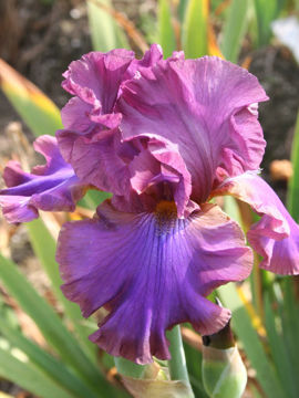 Toon details van Cantina Afbeeldingen van Cantina