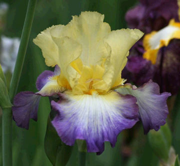 Toon details van Designer's Art Afbeeldingen van Designer's Art