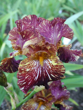 Toon details van Bewilderbeast Afbeeldingen van Bewilderbeast