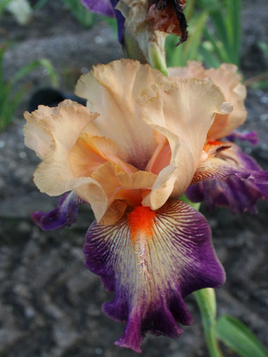 Afbeeldingen van Chaud Bouquet