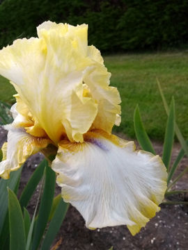 Toon details van Blue Eye Susan Afbeeldingen van Blue Eye Susan