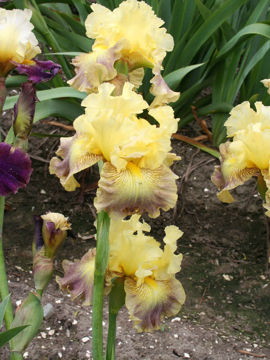 Toon details van Anne Constance Afbeeldingen van Anne Constance