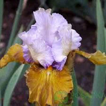 Toon details van Affaire Afbeeldingen van Affaire