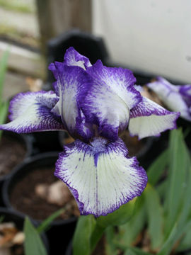 Toon details van Bold Print Afbeeldingen van Bold Print