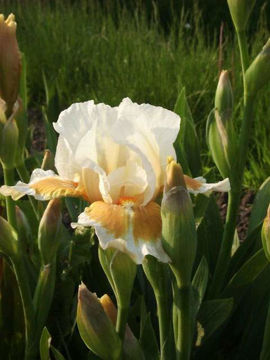 Toon details van California Style Afbeeldingen van California Style