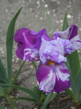 Toon details van Bohnsack Afbeeldingen van Bohnsack